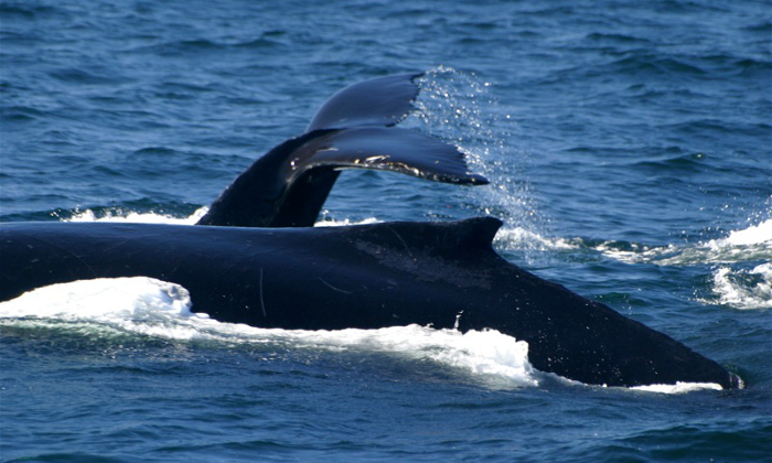 Dove fare whale watching nel Mondo Forexchange