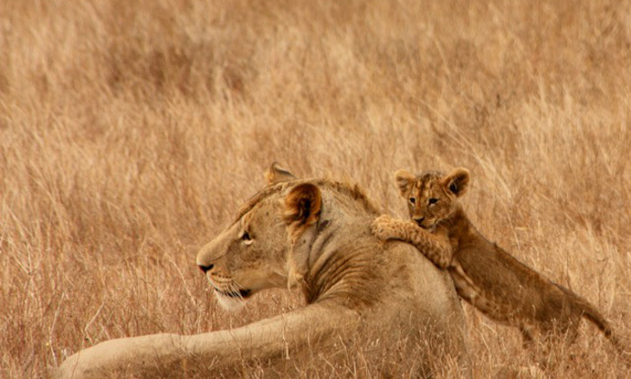 L’ abbigliamento adatto per il safari in Kenya Forexchange