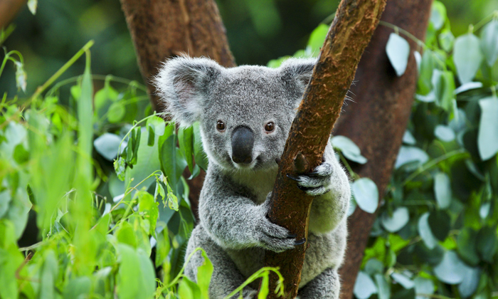 Come uno del posto Forexchange