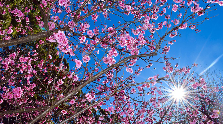 I parchi di Tokyo: respirare la pace Forexchange