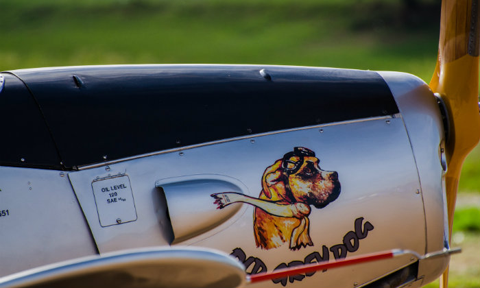 Tutte le informazioni utili per portare il cane in viaggio in aereo Forexchange