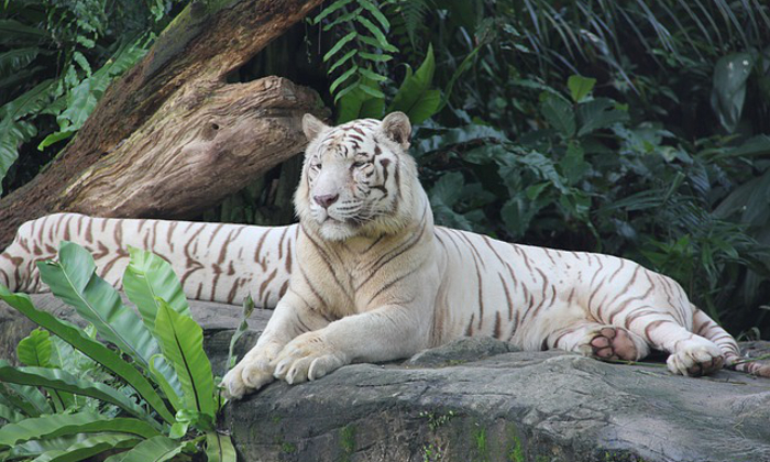 Singapore night safari un’avventura a bordo di un tram Forexchange