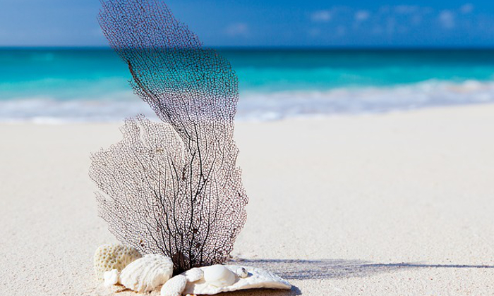 Le destinazioni per visitare i Tropici con i bambini Forexchange